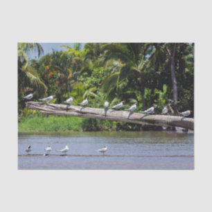Königlichen Seeschwalben, Mündung des Tortuguero-F Seidenpapier