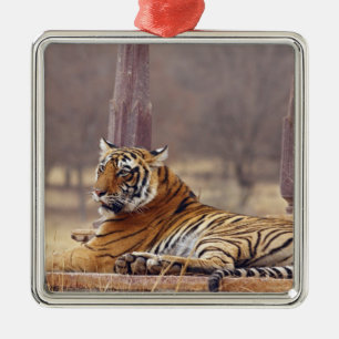 Königlicher Bengal-Tiger am Ceaph, Silbernes Ornament