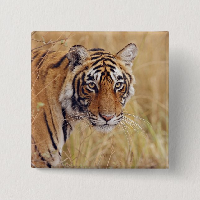 Königlicher Bengal-Tiger Button (Vorderseite)