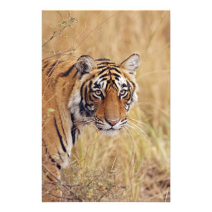 Königlicher Bengal-Tiger Fotodruck