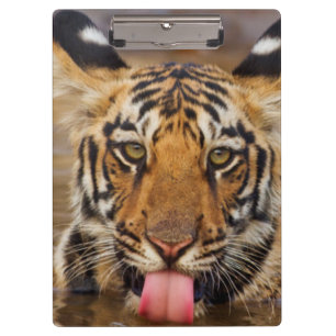Königlicher Bengal-Tiger-Jungtier, Wasser trinkend Klemmbrett