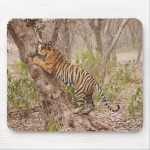 Königlicher Bengal-Tiger klettert auf den Baum, Mousepad