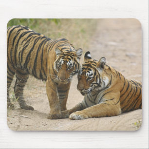 Königlicher Bengal-Tiger und Jungtier - Berührung  Mousepad