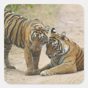 Königlicher Bengal-Tiger und Jungtier - Berührung  Quadratischer Aufkleber
