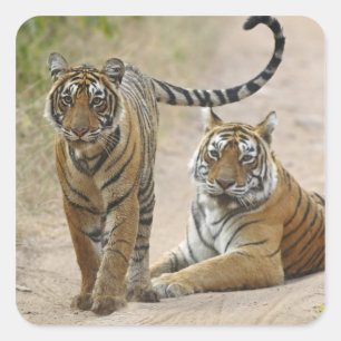 Königlicher Bengal-Tiger und Jungtier, Ranthambhor Quadratischer Aufkleber