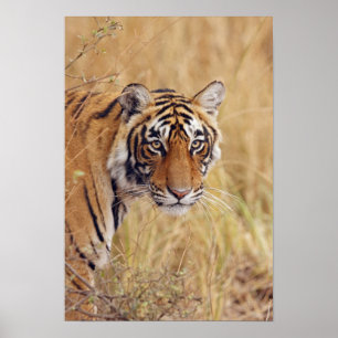 Königlicher bengalischer Tiger, der von aufpasst Poster
