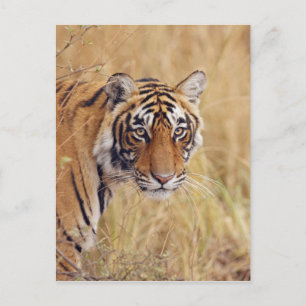 Königlicher bengalischer Tiger, der von aufpasst Postkarte