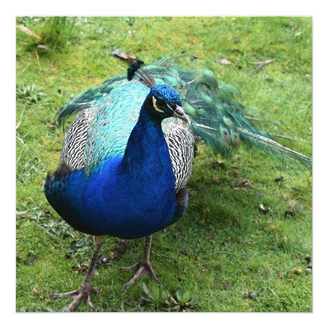 Königlicher Pfau-Power Fotodruck (Vorne)