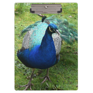 Königlicher Pfau-Power Klemmbrett