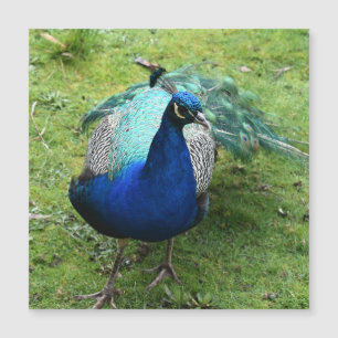 Königlicher Pfau Power Magnetkarte