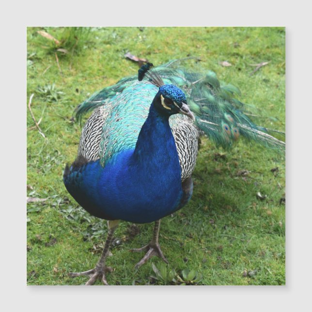 Königlicher Pfau Power Magnetkarte (Vorderseite)