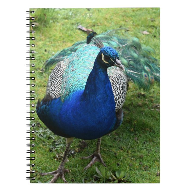 Königlicher Pfau-Power Notizblock (Vorderseite)