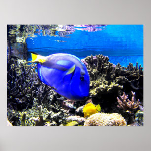 Königlicher Tang und Gelber Tang Poster