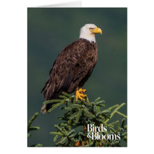 Königlicher Weißkopfseeadler