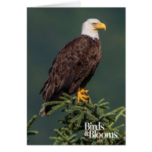 Königlicher Weißkopfseeadler