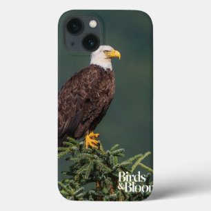 Königlicher Weißkopfseeadler Case-Mate iPhone Hülle