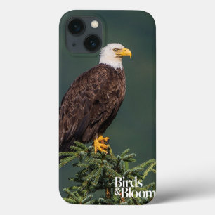 Königlicher Weißkopfseeadler Case-Mate iPhone Hülle