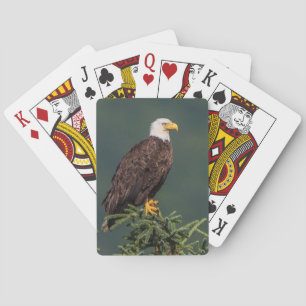 Königlicher Weißkopfseeadler Spielkarten