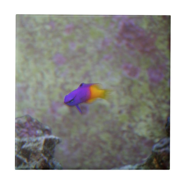 Königliches Gramma Fliese (Vorderseite)