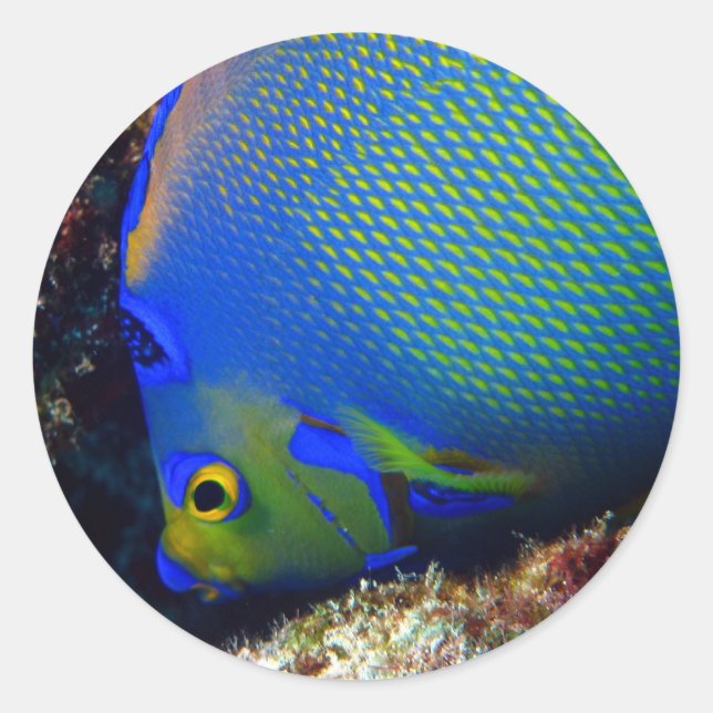 Königsblau Runder Aufkleber (Vorderseite)