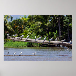Königseeschwalben, Mündung des Tortuguero-Flusses Poster