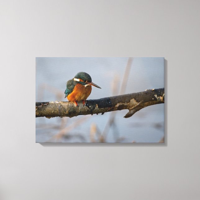 Königsfischer Leinwanddruck (Vorderseite)