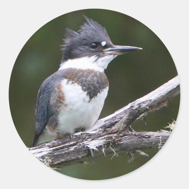Königsfischer Runder Aufkleber (Vorderseite)