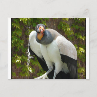 Königsgeier Postkarte