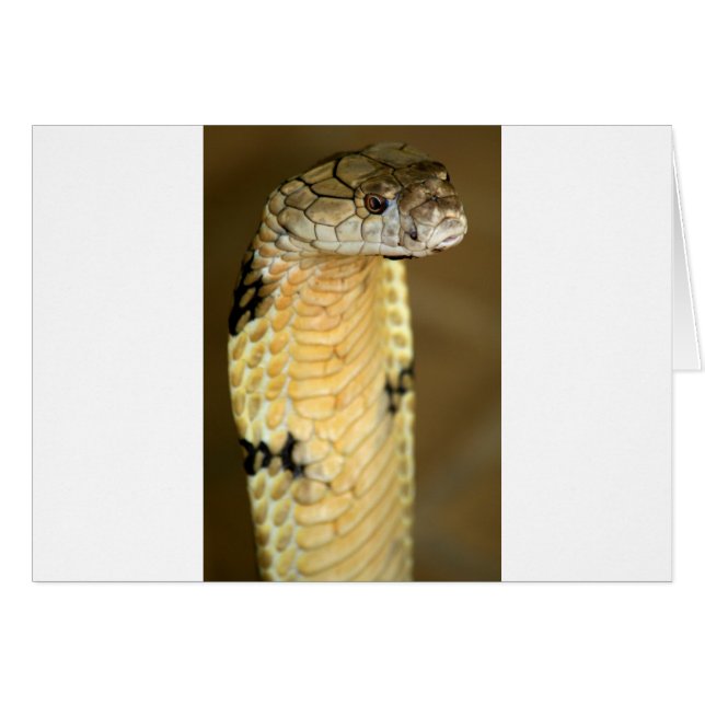 Königskobra (Vorderseite (Horizontal))