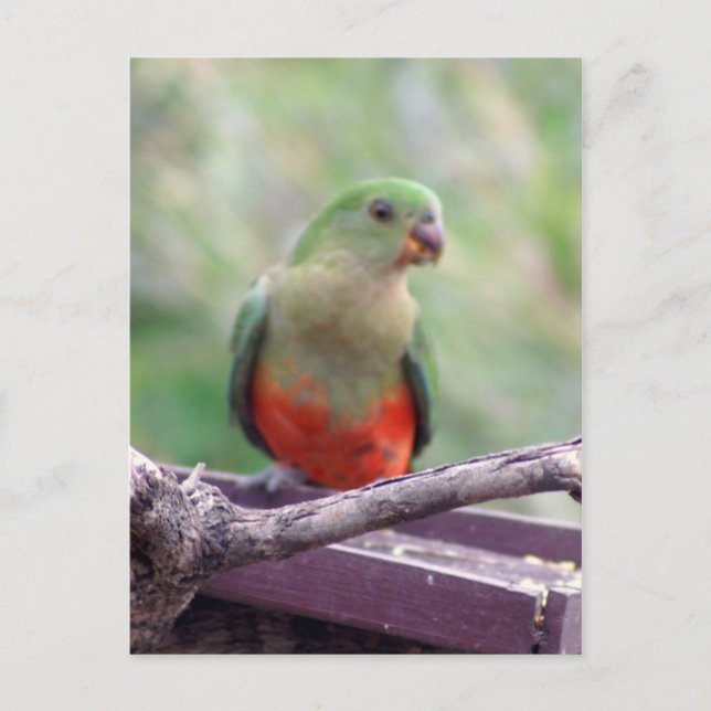 Königspapagei Postkarte (Vorderseite)