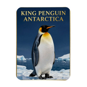 🐧 Königspinguin Antarktika Wildtiere Magnet