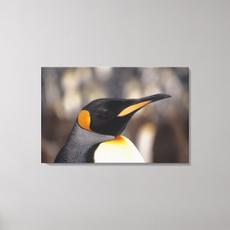 Königspinguin (Aptenodytes patagonicus) Leinwanddruck
