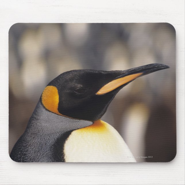 Königspinguin (Aptenodytes patagonicus) Mousepad (Vorne)