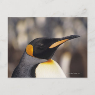 Königspinguin (Aptenodytes patagonicus) Postkarte