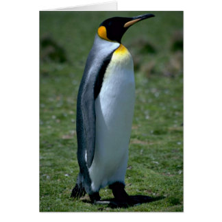 Königspinguin, Falklandinseln