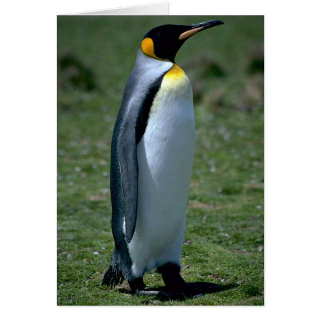 Königspinguin, Falklandinseln (Vorne)