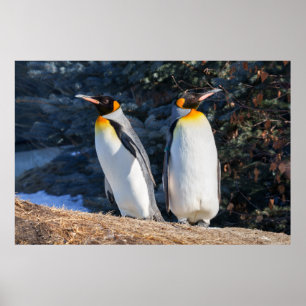 Königspinguin-Paar vor winterlichem Hintergrund Poster