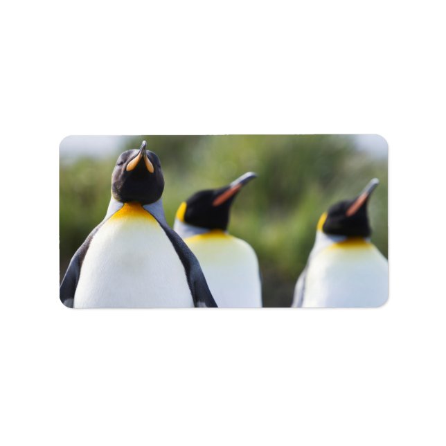 Königspinguine Adressaufkleber (Vorne)