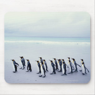 Königspinguine (Aptenodytes patagonicus) Mousepad