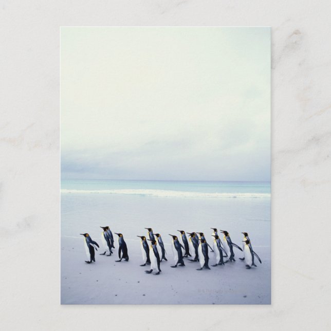 Königspinguine (Aptenodytes patagonicus) Postkarte (Vorderseite)