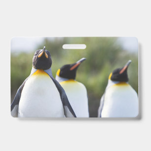 Königspinguine Ausweis