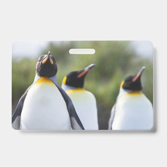 Königspinguine Ausweis (Vorderseite)