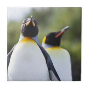 Königspinguine Fliese