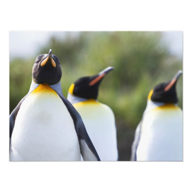 Königspinguine Fotodruck (Vorne)