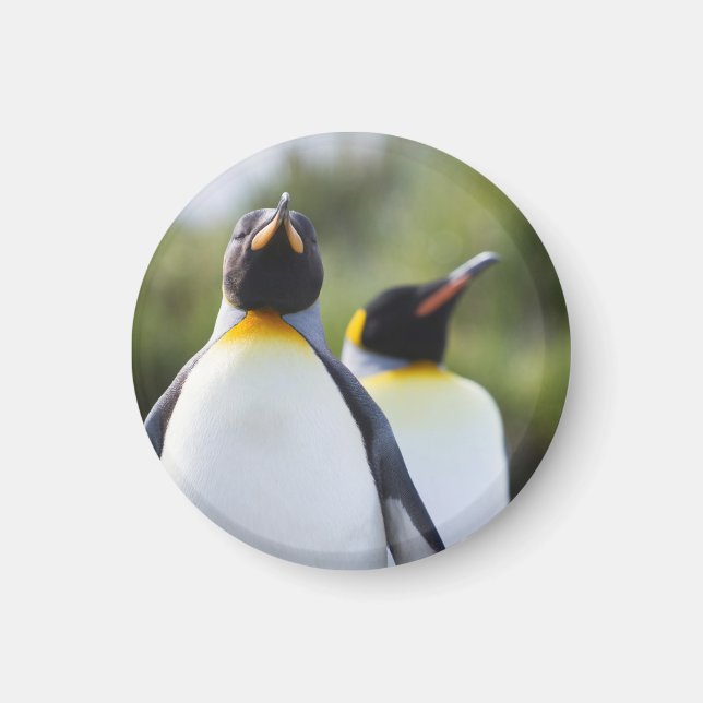 Königspinguine Magnet (Vorne)