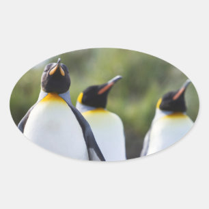 Königspinguine Ovaler Aufkleber