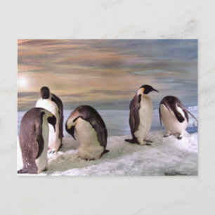 Königspinguine Postkarte