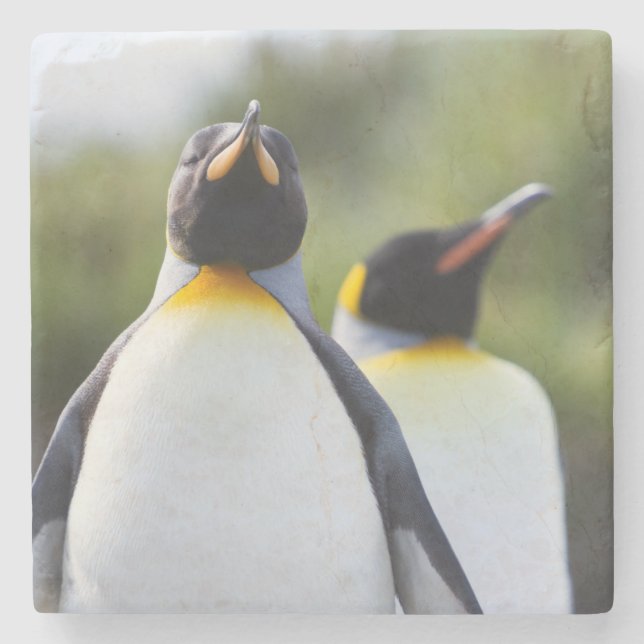 Königspinguine Steinuntersetzer (Vorderseite)
