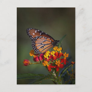 Königsschmetterling auf tropischen Milchkraut Postkarte