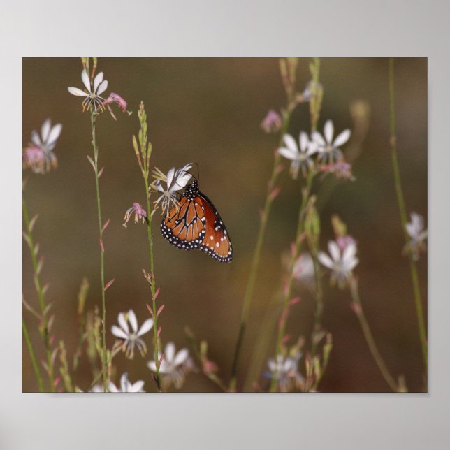 Königsschmetterling und Milchkweh Poster (Vorne)